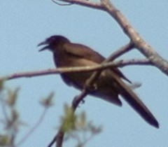 Brown Jay